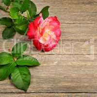 Red rose on wooden background.