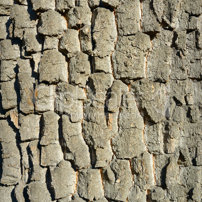 Old tree bark. Wooden texture.