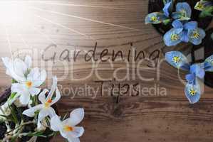 Sunny Crocus And Hyacinth, Text Gardening Tips