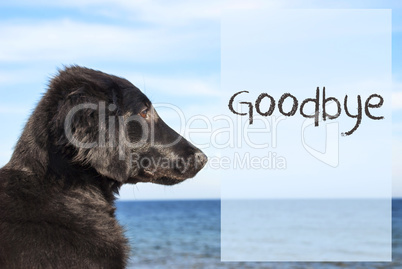 Dog At Ocean, Text Goodbye