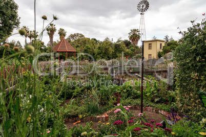 Community organic garden with natural vegetables