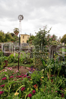 Community organic garden with natural vegetables