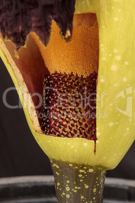 Once every ten years the corpse flower, Amorphophallus titanum,