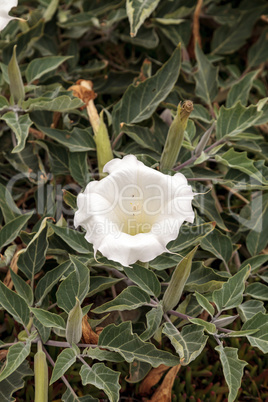 White devils trumpet flower, Datura stramonium
