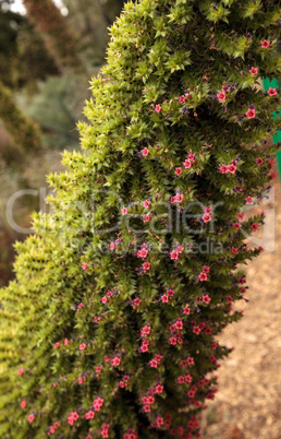 Tower of jewels flowers, Echium wildpretii