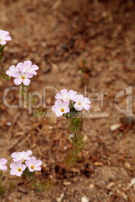 Pink Virginia spring beauty flower, Claytonia virginica