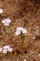 Pink Virginia spring beauty flower, Claytonia virginica