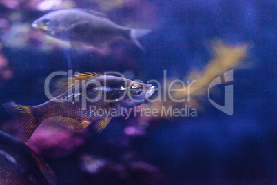 Bocaccio fish Sebastes paucispinis is a rockfish found off the c