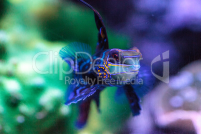 Mandarin goby is also called the Mandarin dragnet Synchiropus sp