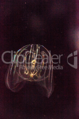 Comb jelly Phylum Ctenophora do not have stinging cells