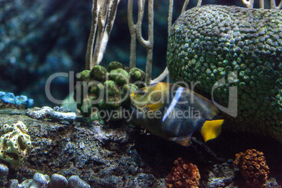 King angelfish Holacanthus passer is a tropical fish