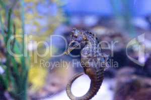 Pacific seahorse Hippocampus ingens
