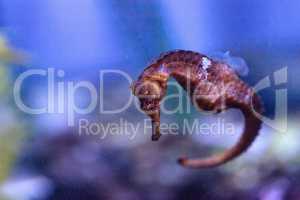 Pacific seahorse Hippocampus ingens