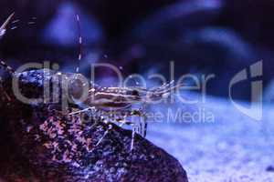 California Prawn spot shrimp Pandalus platyceros