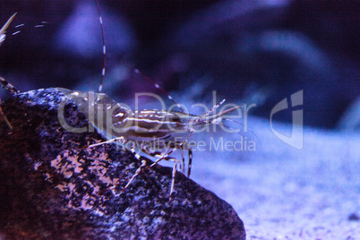 California Prawn spot shrimp Pandalus platyceros