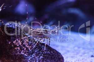 California Prawn spot shrimp Pandalus platyceros