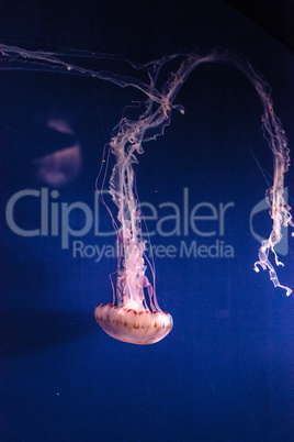 Purple striped jellyfish Chrysaora colorata has long tentacles