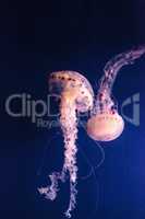 Purple striped jellyfish Chrysaora colorata has long tentacles