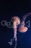 Purple striped jellyfish Chrysaora colorata has long tentacles