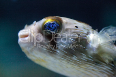 Spiny porcupinefish Diodon holocanthus has eyes that sparkle wit