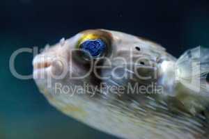 Spiny porcupinefish Diodon holocanthus has eyes that sparkle wit