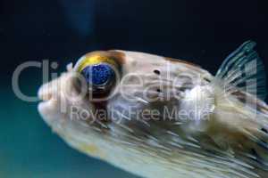 Spiny porcupinefish Diodon holocanthus has eyes that sparkle wit