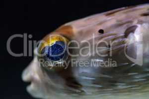 Spiny porcupinefish Diodon holocanthus has eyes that sparkle wit