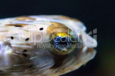 Spiny porcupinefish Diodon holocanthus has eyes that sparkle wit