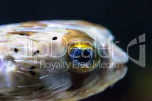 Spiny porcupinefish Diodon holocanthus has eyes that sparkle wit