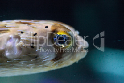 Spiny porcupinefish Diodon holocanthus has eyes that sparkle wit