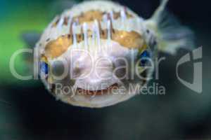 Spiny porcupinefish Diodon holocanthus has eyes that sparkle wit