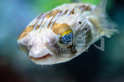 Spiny porcupinefish Diodon holocanthus has eyes that sparkle wit