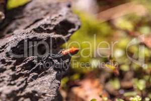 Strawberry poison dart frog Oophaga pumilio