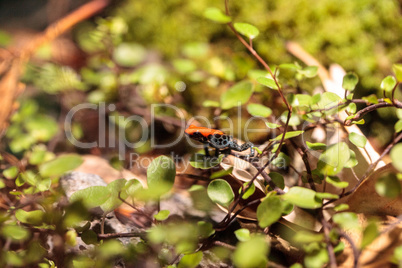 Strawberry poison dart frog Oophaga pumilio