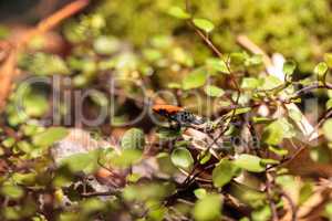 Strawberry poison dart frog Oophaga pumilio