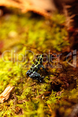 Iridescent variable poison dart frog Ranitomeya variabilis