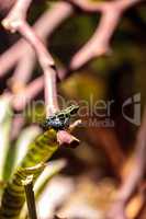 Iridescent variable poison dart frog Ranitomeya variabilis