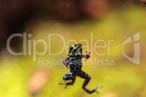 Iridescent variable poison dart frog Ranitomeya variabilis