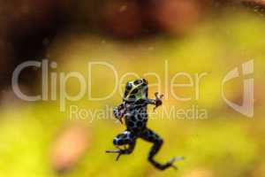 Iridescent variable poison dart frog Ranitomeya variabilis