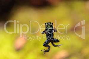 Iridescent variable poison dart frog Ranitomeya variabilis