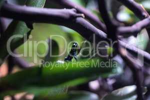 Iridescent variable poison dart frog Ranitomeya variabilis