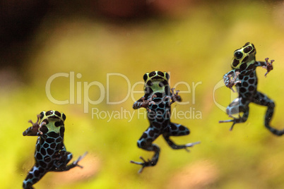 Iridescent variable poison dart frog Ranitomeya variabilis