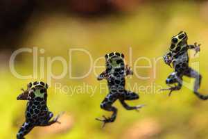 Iridescent variable poison dart frog Ranitomeya variabilis