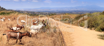 Goats cluster along a hillside and eat dry grass