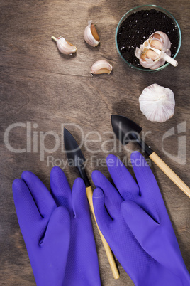 Garlic and garden tools