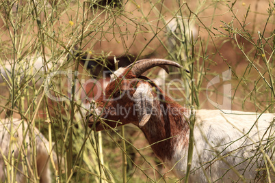 Goats cluster along a hillside and eat dry grass