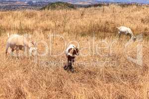 Goats cluster along a hillside and eat dry grass