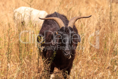 Goats cluster along a hillside and eat dry grass