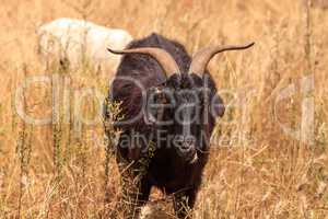 Goats cluster along a hillside and eat dry grass