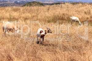 Goats cluster along a hillside and eat dry grass